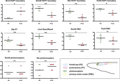 Ancestral role of Pax6 in chordate brain regionalization